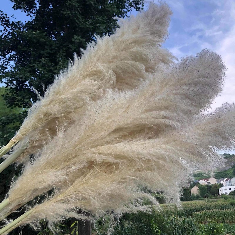 Natural Pampas Grass Decor Weddings Boho Home Halloween Graduation Easter-Tall Pompas Grass Decorative Purposes