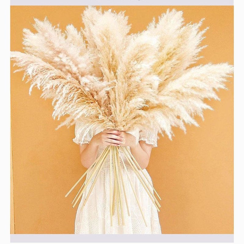 Natural Pampas Grass Decor Weddings Boho Home Halloween Graduation Easter-Tall Pompas Grass Decorative Purposes