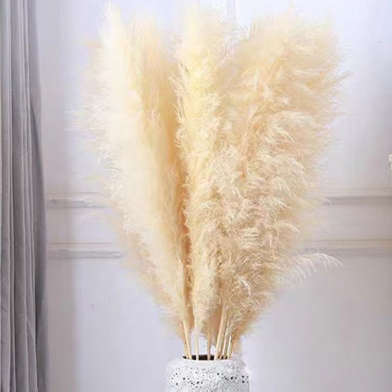 Natural Pampas Grass Decor Weddings Boho Home Halloween Graduation Easter-Tall Pompas Grass Decorative Purposes