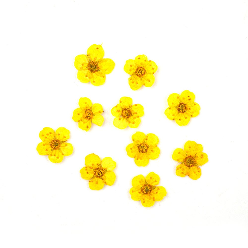 DM169 Factory Supply DIY Dried Flower Small Star Embossed Pressed Dry Flower Package For Resin Jewelry Craft Nail Art Decorative