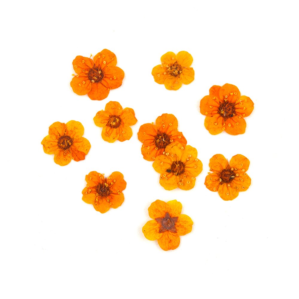 DM169 Factory Supply DIY Dried Flower Small Star Embossed Pressed Dry Flower Package For Resin Jewelry Craft Nail Art Decorative