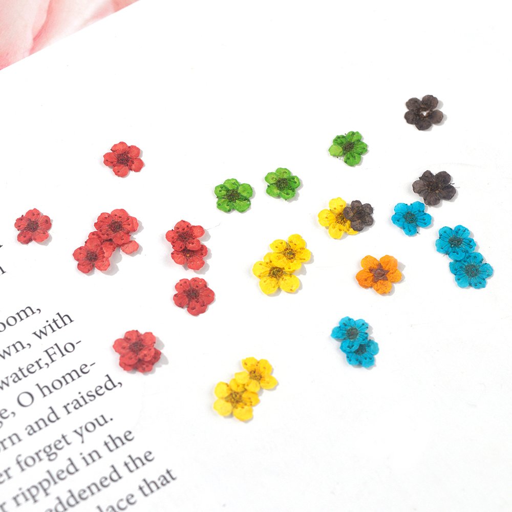 DM169 Factory Supply DIY Dried Flower Small Star Embossed Pressed Dry Flower Package For Resin Jewelry Craft Nail Art Decorative