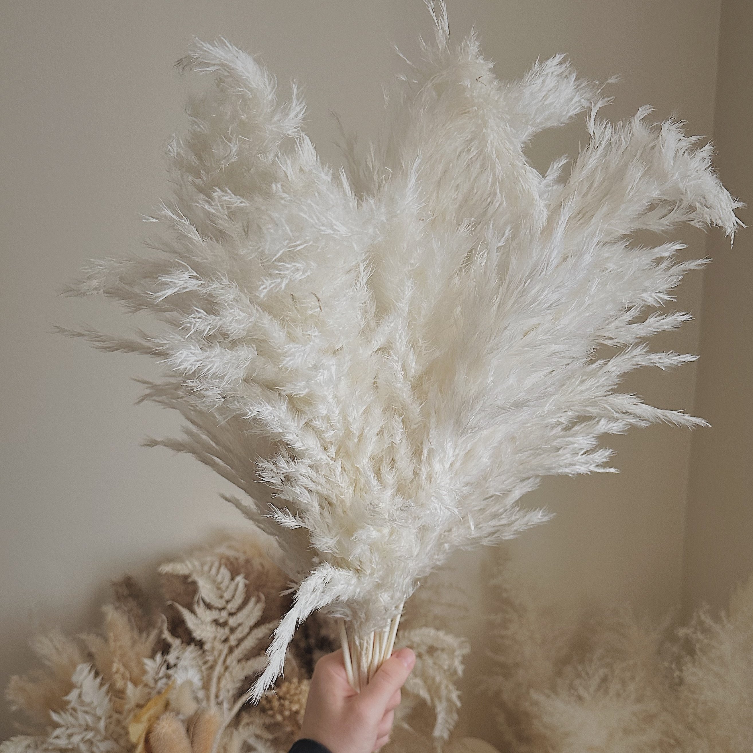 White Pampas Grass Bunch Festival Christmas Ornaments Wedding Fluffy Dried Bundle Real Natural Wild Luxury Pampas