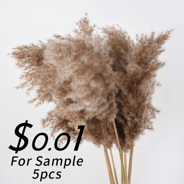 White Pampas Grass Bunch Festival Christmas Ornaments Wedding Fluffy Dried Bundle Real Natural Wild Luxury Pampas