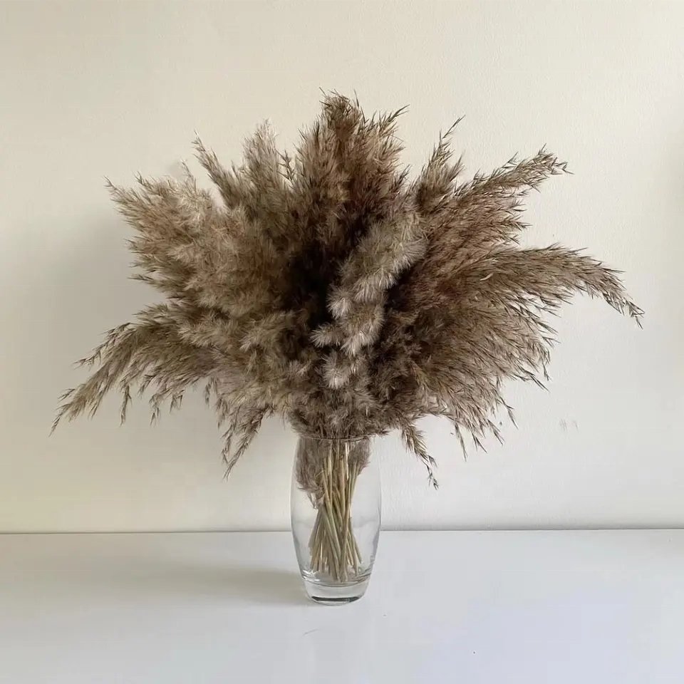 White Pampas Grass Bunch Festival Christmas Ornaments Wedding Fluffy Dried Bundle Real Natural Wild Luxury Pampas