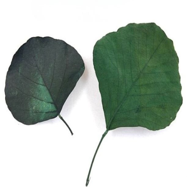 Popular Premium Quality Cobra Leaf for Wedding Home Event Office Decor & Dried Flower Arrangement