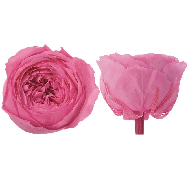 Wholesale High quality A Grade eternal rose preserved flower fresh cut preserved roses everlasting roses flowers