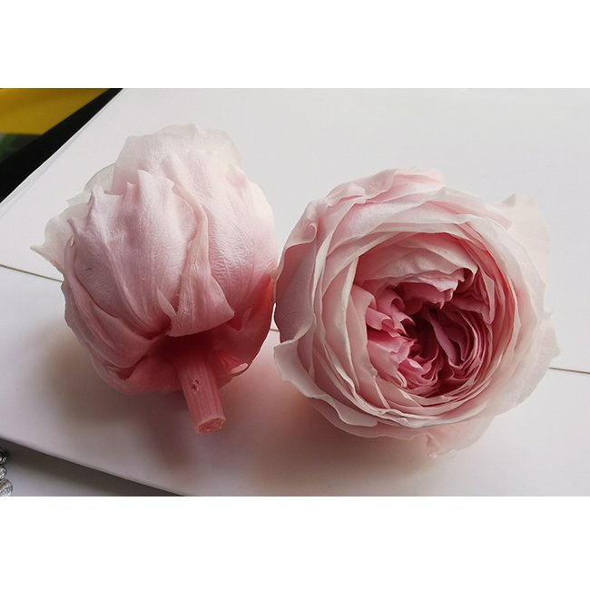 Wholesale High quality A Grade eternal rose preserved flower fresh cut preserved roses everlasting roses flowers