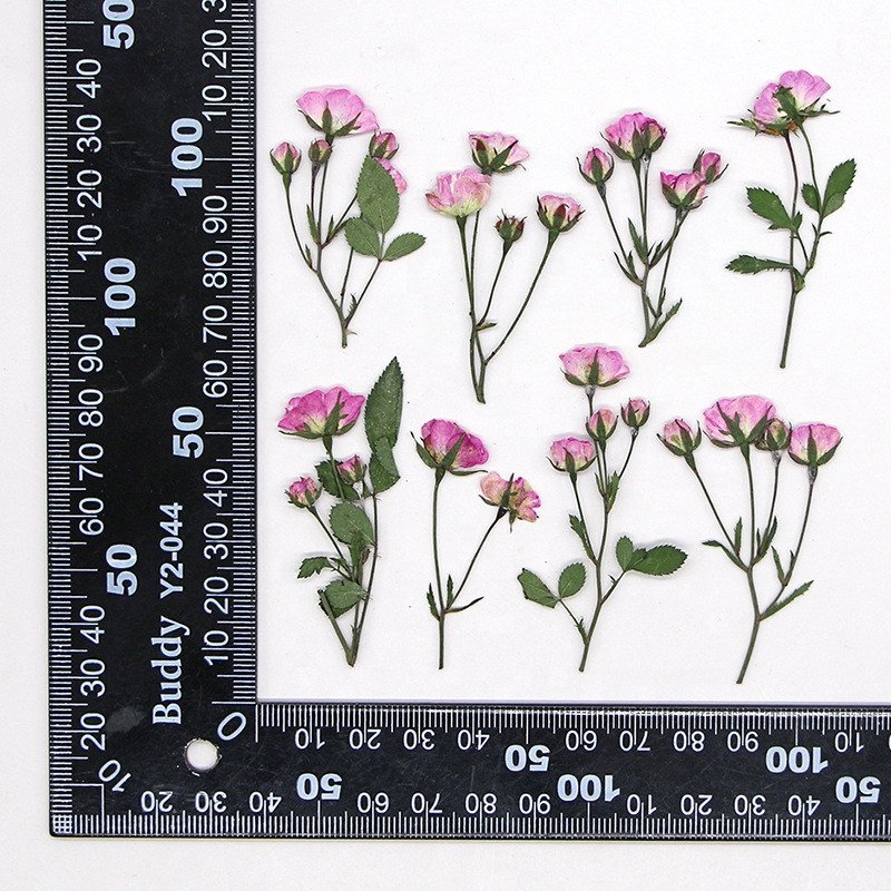 wholesale dry DIY material natural Dried pressed rose flowers for resin Nail Art Phone Case Postcard candle making decoration