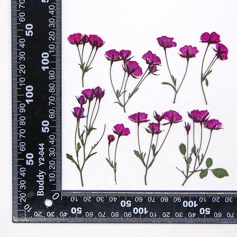 wholesale dry DIY material natural Dried pressed rose flowers for resin Nail Art Phone Case Postcard candle making decoration