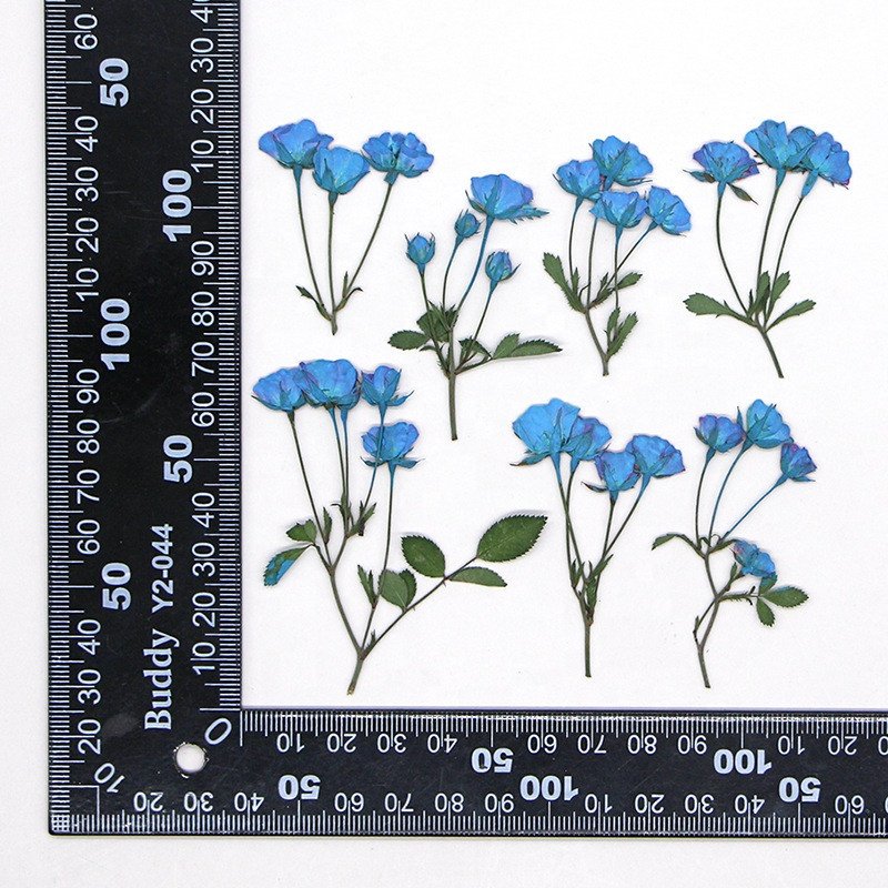 wholesale dry DIY material natural Dried pressed rose flowers for resin Nail Art Phone Case Postcard candle making decoration