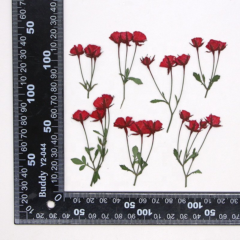 wholesale dry DIY material natural Dried pressed rose flowers for resin Nail Art Phone Case Postcard candle making decoration