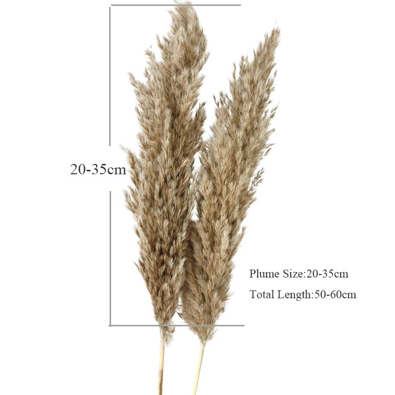 Delicate Home Vase Decoration Multiple Colors Natural Dried Small Pampas Grass For Wedding Indoor Party Decoration