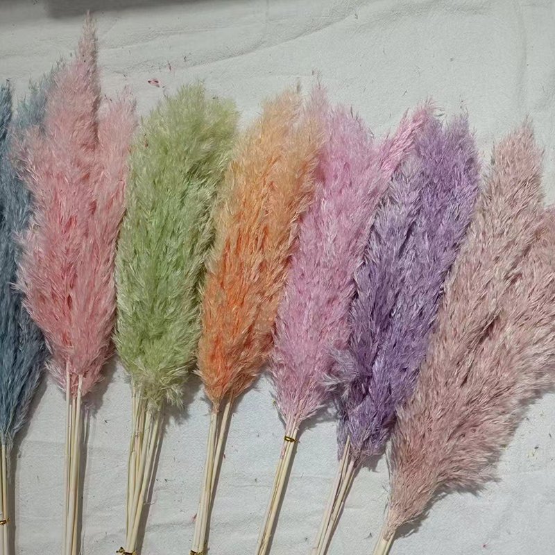 Delicate Home Vase Decoration Multiple Colors Natural Dried Small Pampas Grass For Wedding Indoor Party Decoration