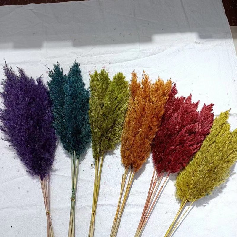 Delicate Home Vase Decoration Multiple Colors Natural Dried Small Pampas Grass For Wedding Indoor Party Decoration