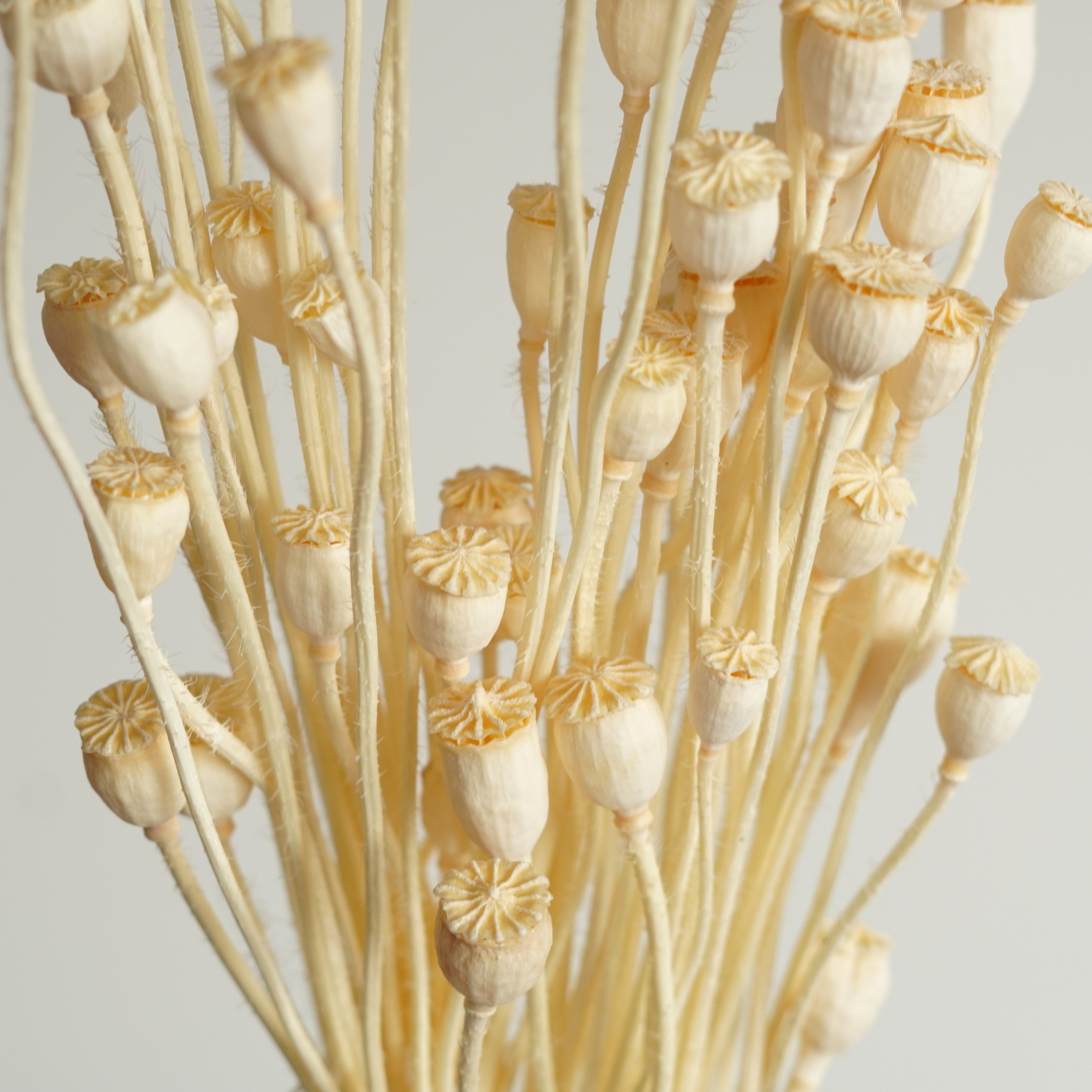 Dried Mini Shirley Poppy Flower Bunch real Poppy Flower For Home Flower Arrangement Diy Wedding Decorations