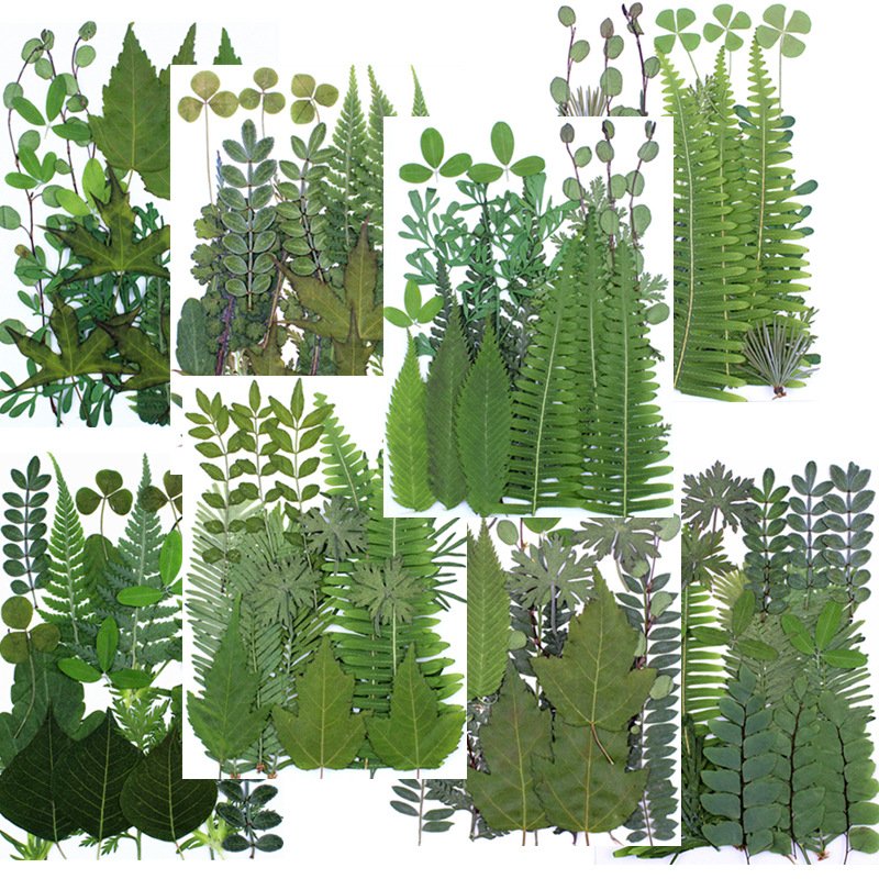 Art Craft DIY Assorted Dried Greenery Pressed Leaf for Resin Molds Phone Case Bookmarks Wedding Invitations