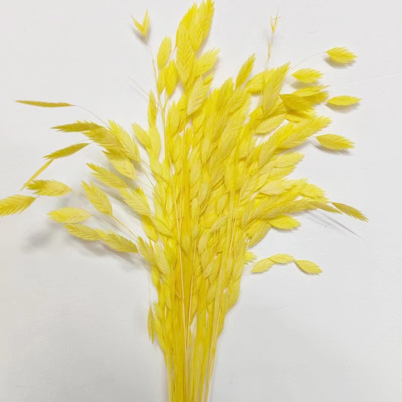 Wholesale Dried Flowers Xiaopan Grass Natural Fresh Flowers And Plants Decor Flower Arrangement