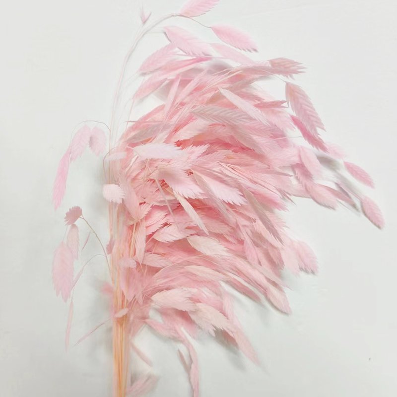 Wholesale Dried Flowers Xiaopan Grass Natural Fresh Flowers And Plants Decor Flower Arrangement