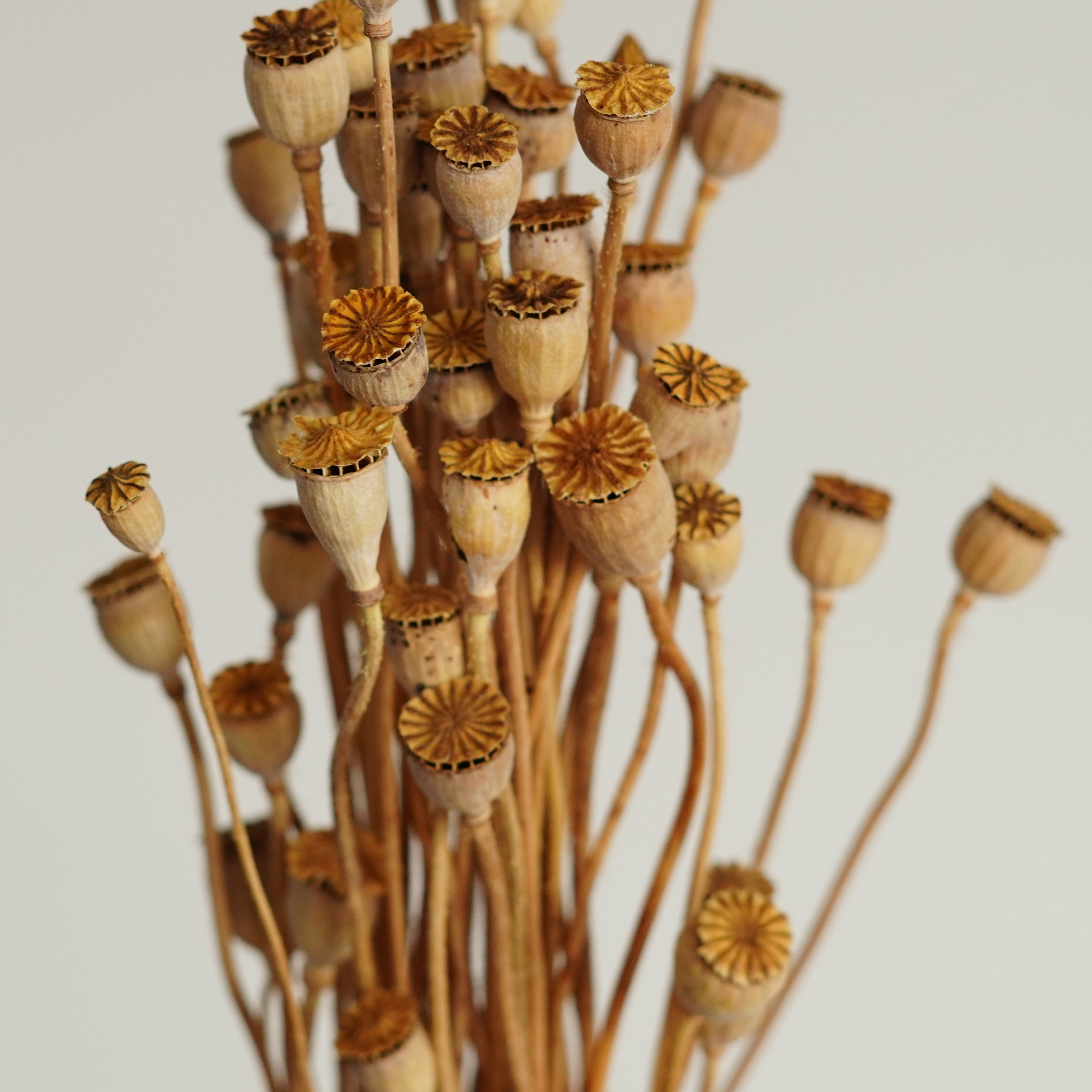 Dried Mini Shirley Poppy Flower Bunch real Poppy Flower For Home Flower Arrangement Diy Wedding Decorations