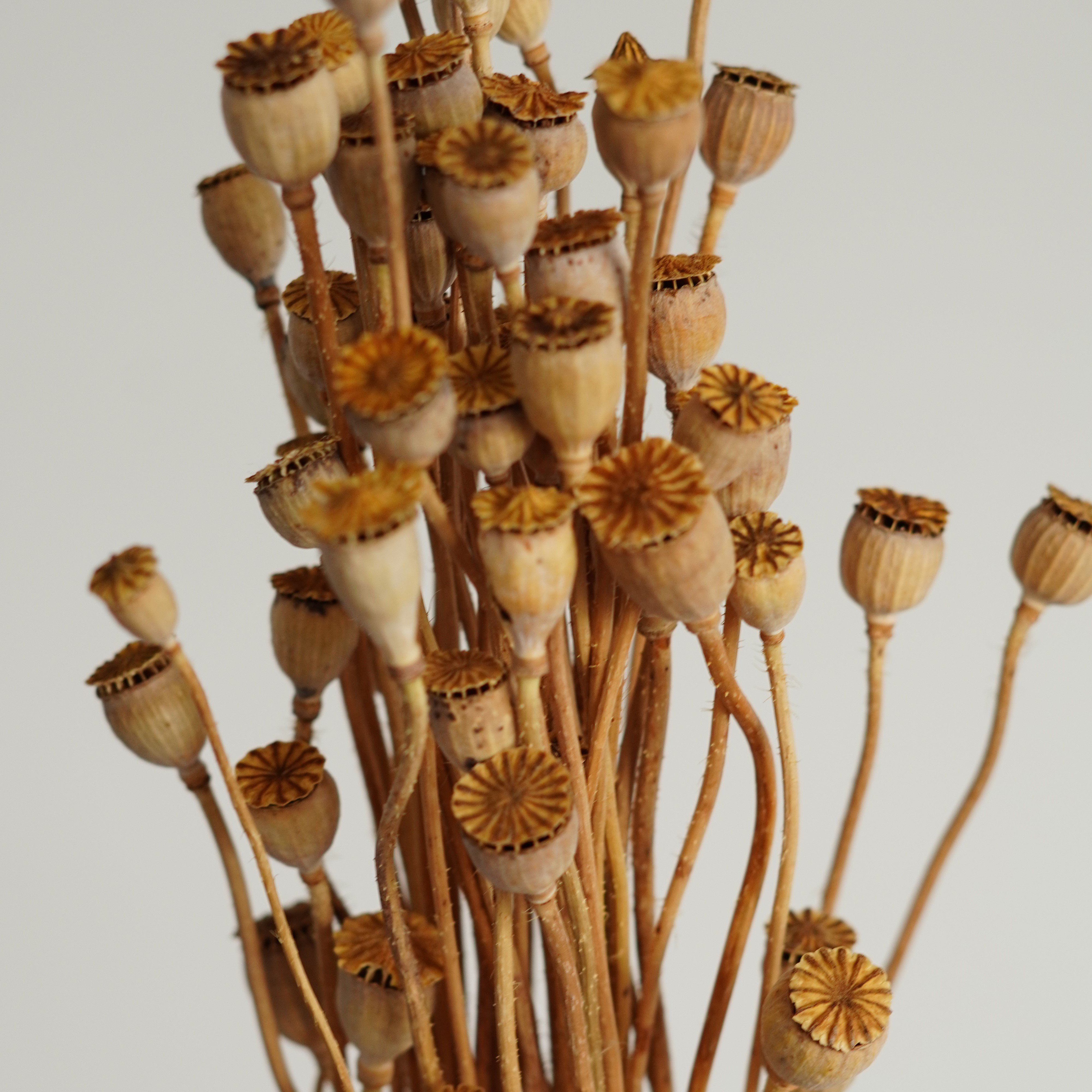 Dried Mini Shirley Poppy Flower Bunch real Poppy Flower For Home Flower Arrangement Diy Wedding Decorations