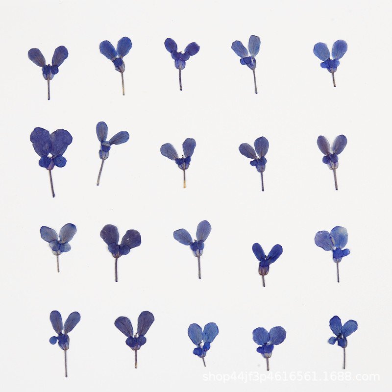 Candytuft Dried Flower Pressing Flower Embossing Natural Flower Specimen Resin Craft Materials