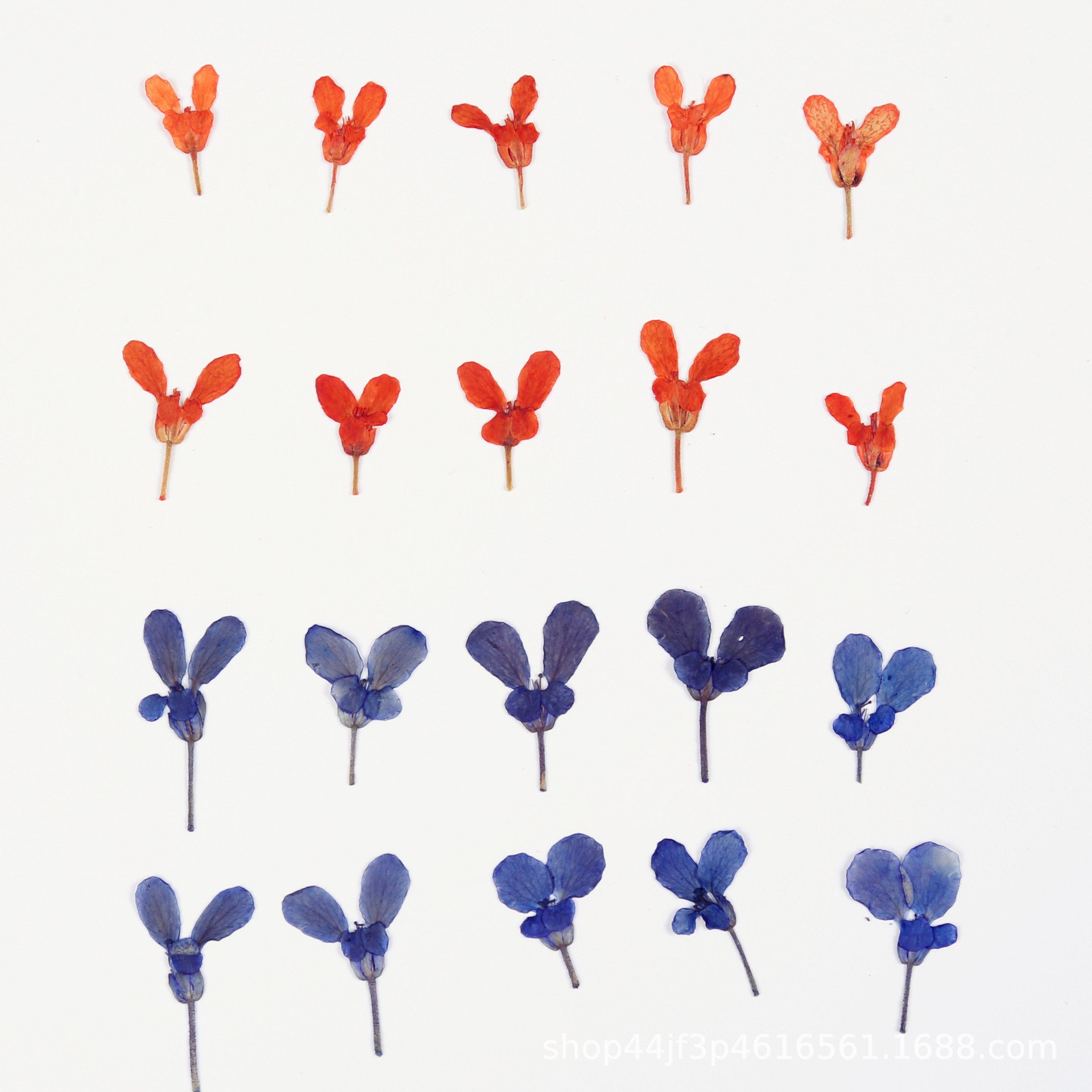 Candytuft Dried Flower Pressing Flower Embossing Natural Flower Specimen Resin Craft Materials