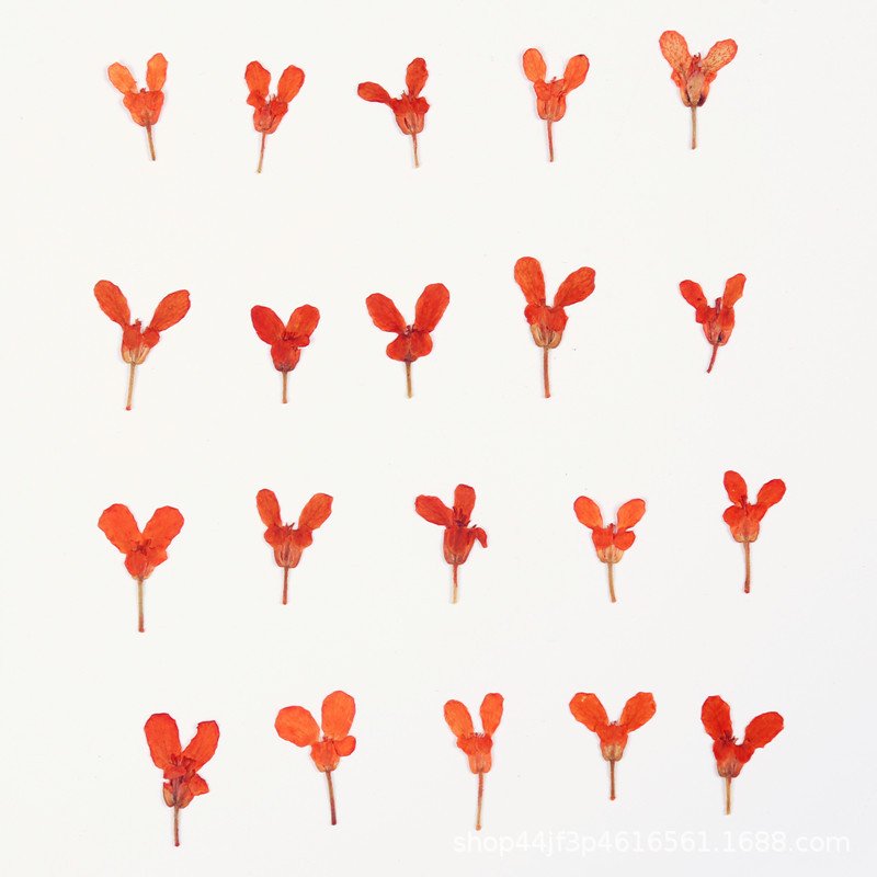Candytuft Dried Flower Pressing Flower Embossing Natural Flower Specimen Resin Craft Materials