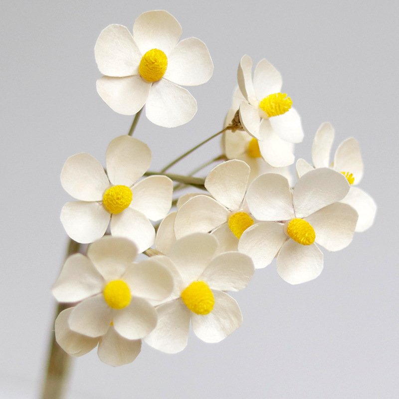 wholesale Dried Gem Orchid Handmade Daisy Flower Home Decor Artificial Flower Decorative Daisy Small Jewel Orchids Flower