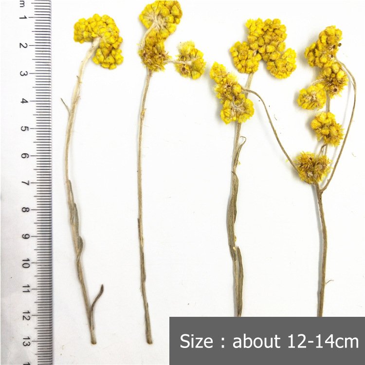 Affine Cudweed With Spray Dried Flower With Spray Natural Dry Flowers Large Fluffy White Dried Affine Cudweed
