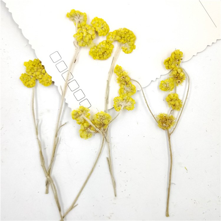 Affine Cudweed With Spray Dried Flower With Spray Natural Dry Flowers Large Fluffy White Dried Affine Cudweed
