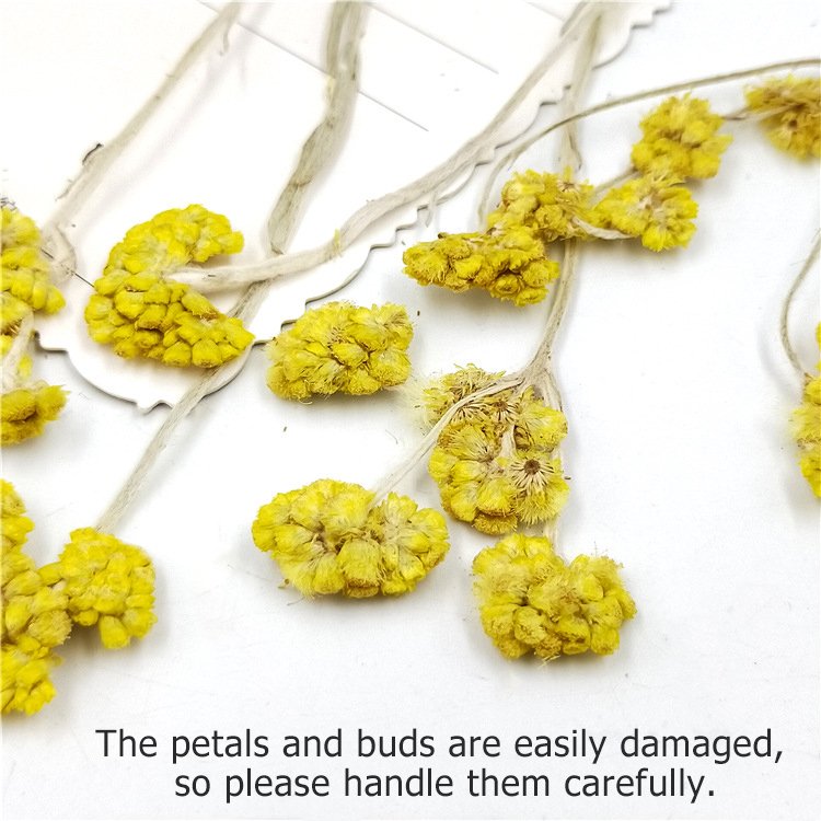 Affine Cudweed With Spray Dried Flower With Spray Natural Dry Flowers Large Fluffy White Dried Affine Cudweed