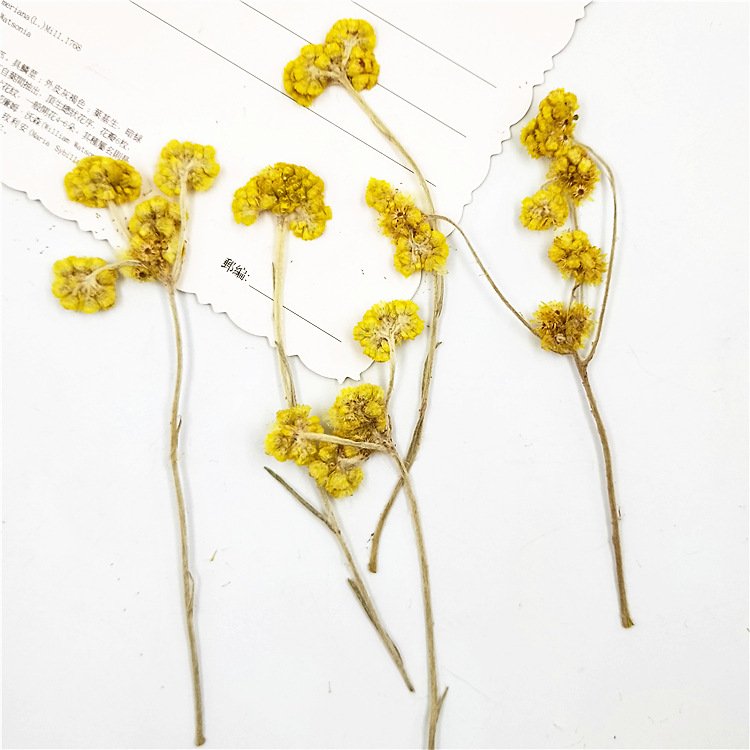 Affine Cudweed With Spray Dried Flower With Spray Natural Dry Flowers Large Fluffy White Dried Affine Cudweed