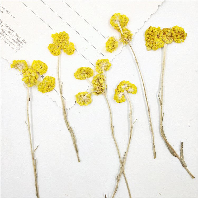 Affine Cudweed With Spray Dried Flower With Spray Natural Dry Flowers Large Fluffy White Dried Affine Cudweed