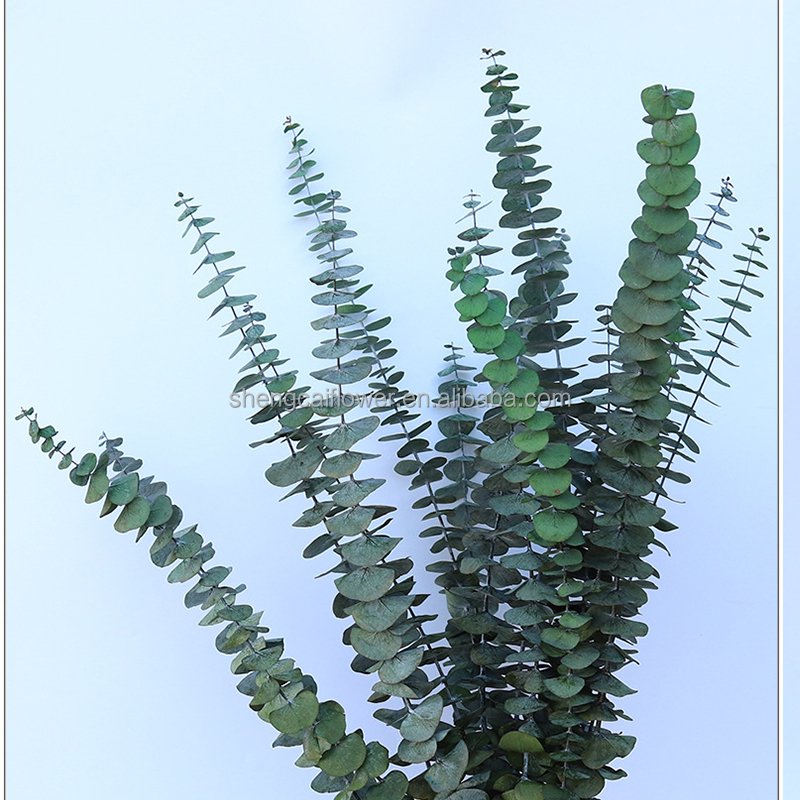 2024 Hot sale eucalyptus leaves dried eucalyptus stems bouquets decorated with preserved eucalyptus leaves