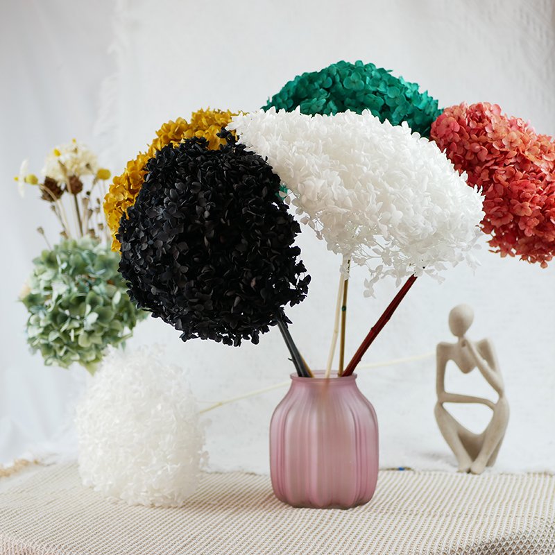 Wholesale Dry Hydrangea Dried Flowers Big Cream Preserved Plants Preserve Large Hydrangeas Flower Head White Anna Hydrangea