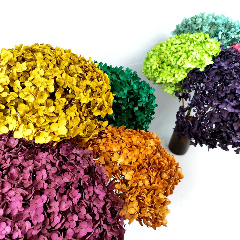 Wholesale Dry Hydrangea Dried Flowers Big Cream Preserved Plants Preserve Large Hydrangeas Flower Head White Anna Hydrangea