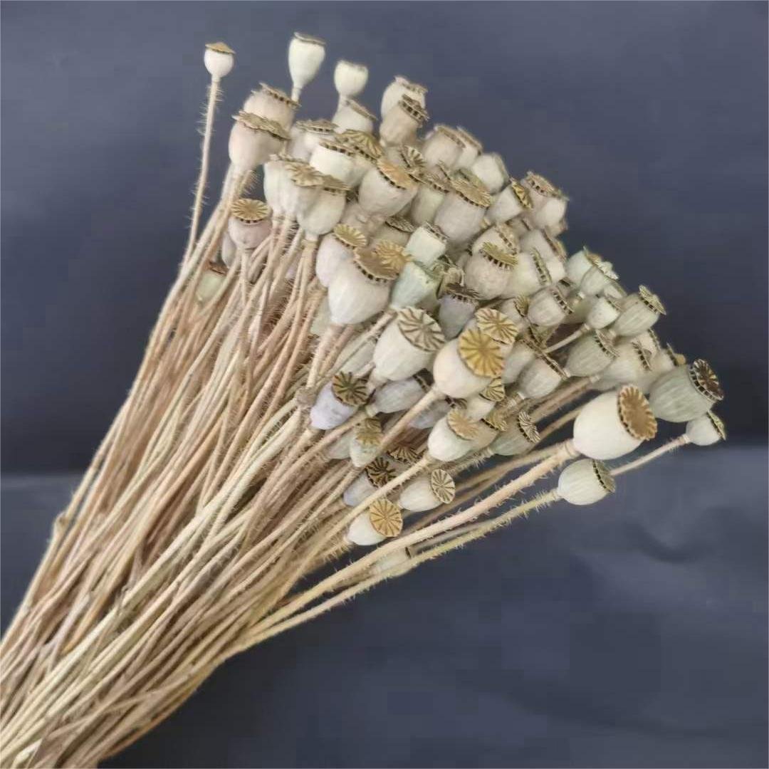 Hot Sale Dried Flower Arrangement Preserved Corn Poppy With Stem For Home Decor