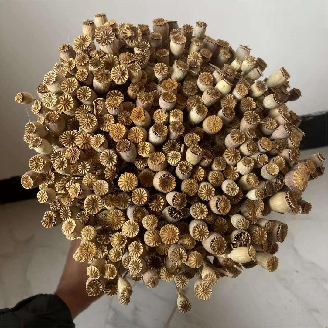 Hot Sale Dried Flower Arrangement Preserved Corn Poppy With Stem For Home Decor