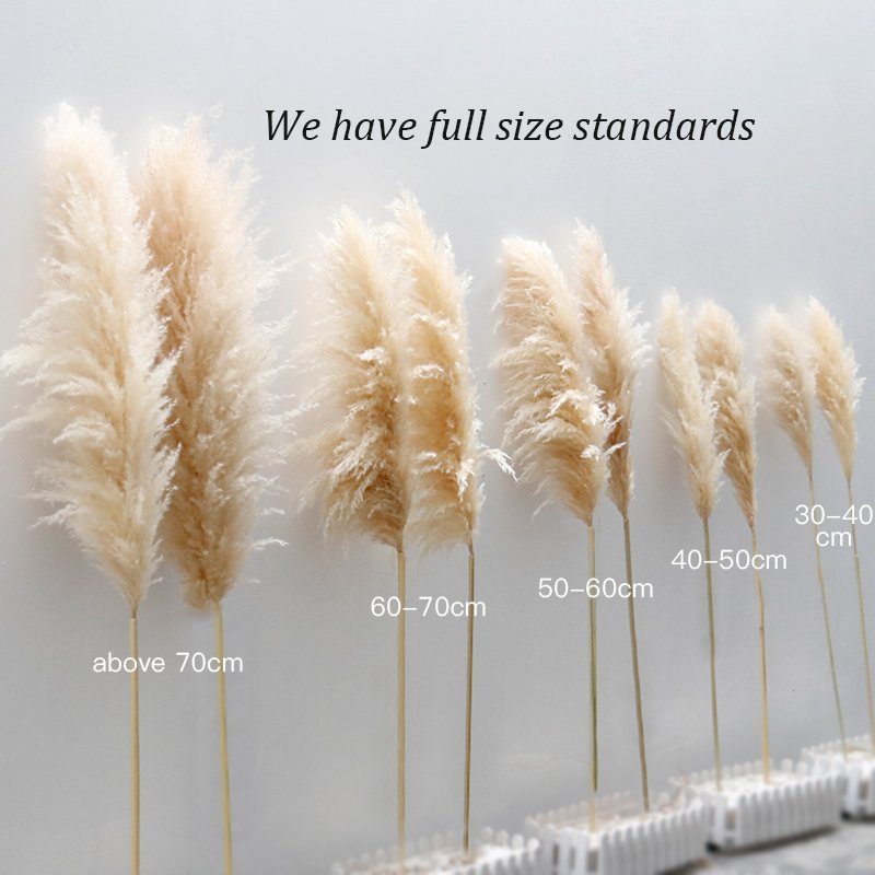 A-32 2023 wholesale natural wedding centerpieces dried flower decorative flowers short large pampas grass pampa decor