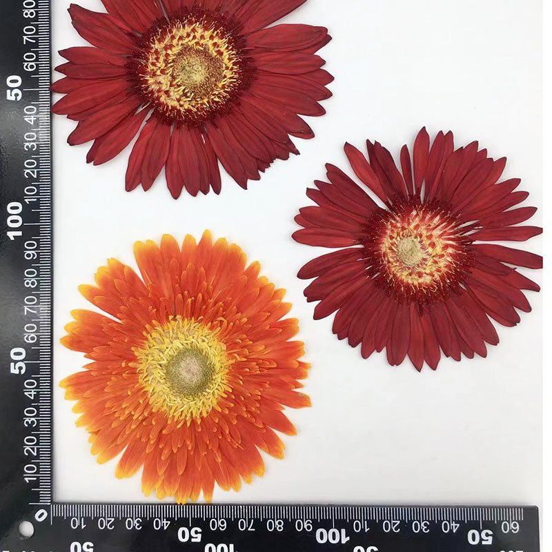 Hot Dried Flower Gerbera Pressed Flower For Epoxy Flower Material