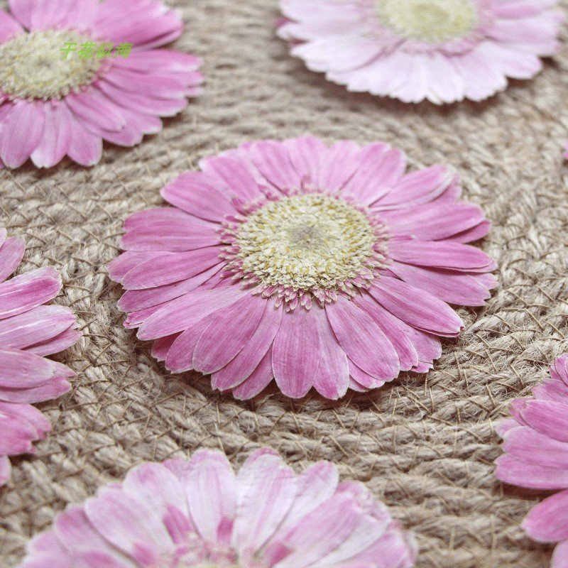 Hot Dried Flower Gerbera Pressed Flower For Epoxy Flower Material