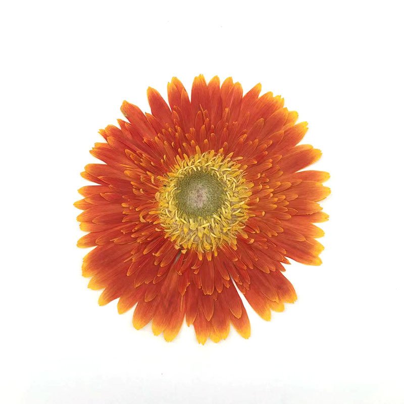 Hot Dried Flower Gerbera Pressed Flower For Epoxy Flower Material