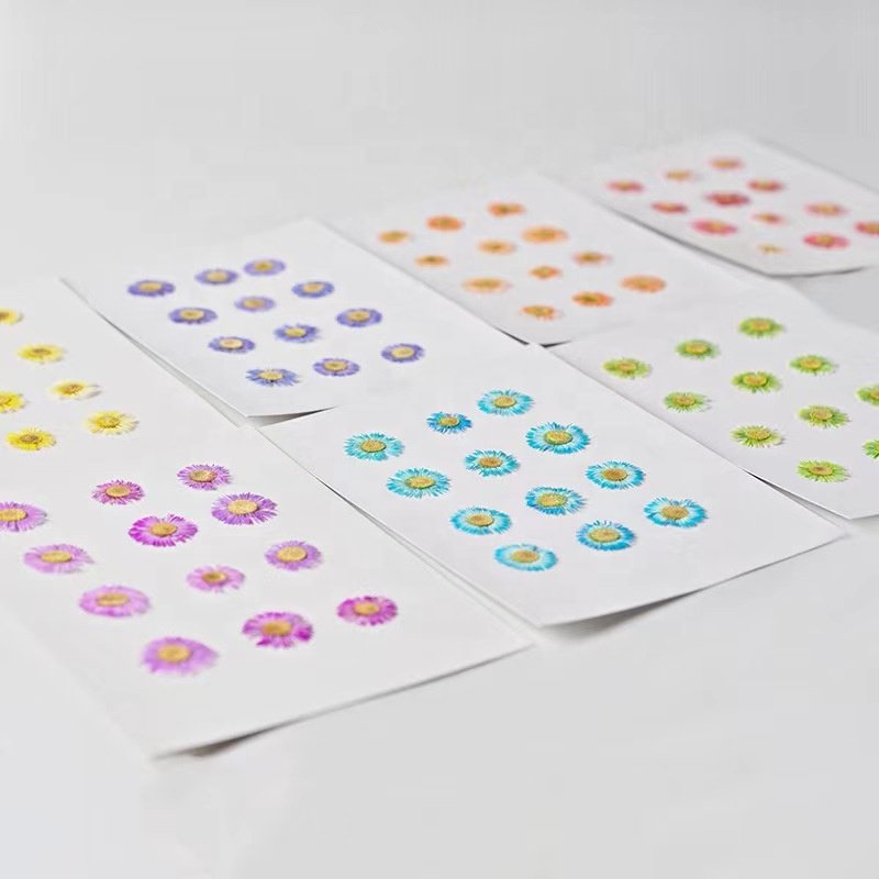 MNR2102 pressed dried daisy flower for flower DIY craft