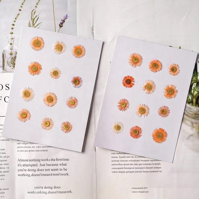 MNR2102 pressed dried daisy flower for flower DIY craft