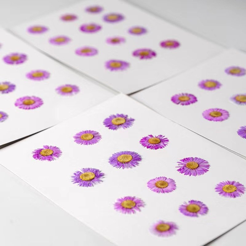 MNR2102 pressed dried daisy flower for flower DIY craft