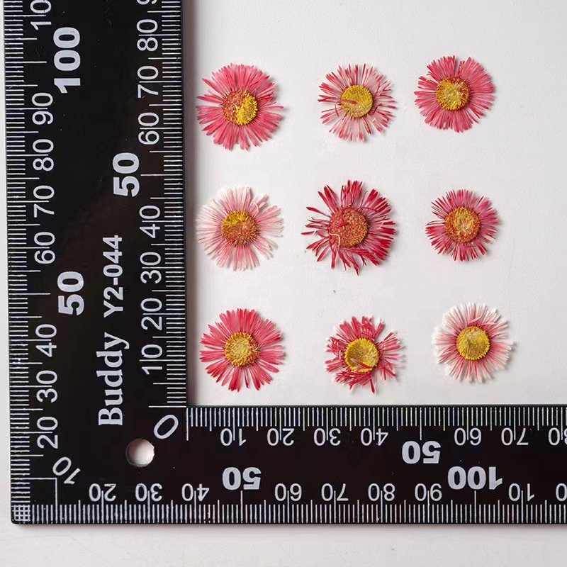 MNR2102 pressed dried daisy flower for flower DIY craft