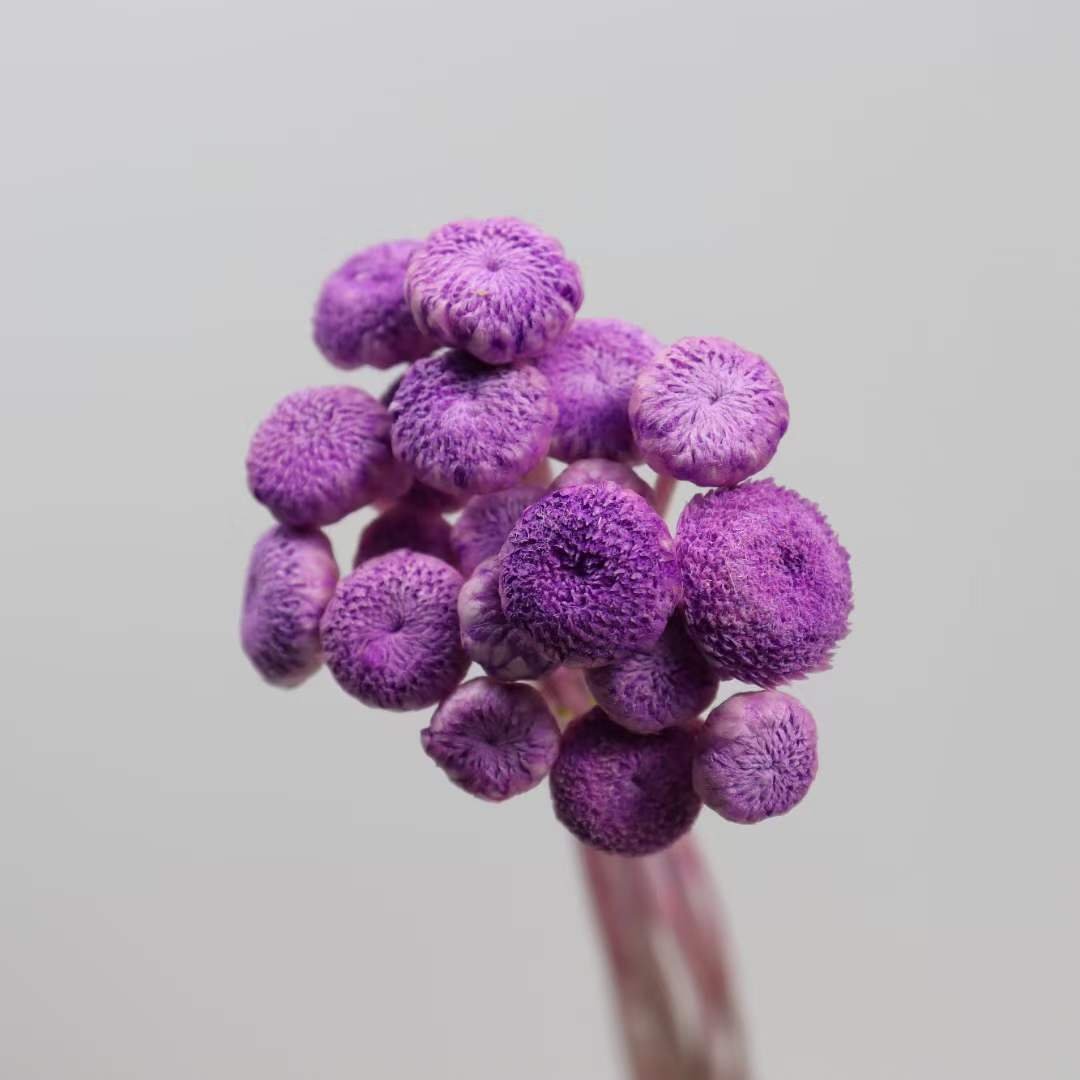 florist supply materials accessories real natural dried diamond flowers tiny mini flowers for DIY flower arrangement