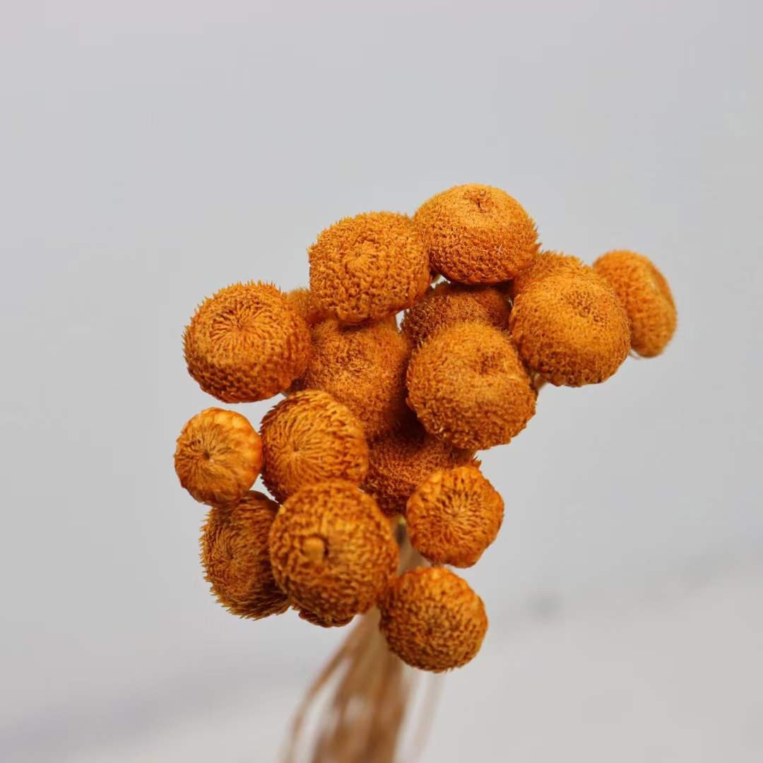 florist supply materials accessories real natural dried diamond flowers tiny mini flowers for DIY flower arrangement