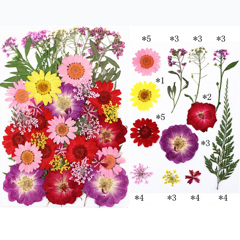 40PCS Real Natural Lightweight Mixed DIY Pressed Flowers for Resin Card Making Floral Craft Scrapbooking